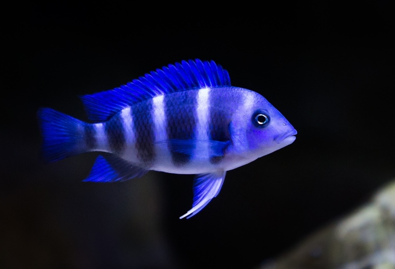 Cyphotilapia gibberosa 'Mtoto'